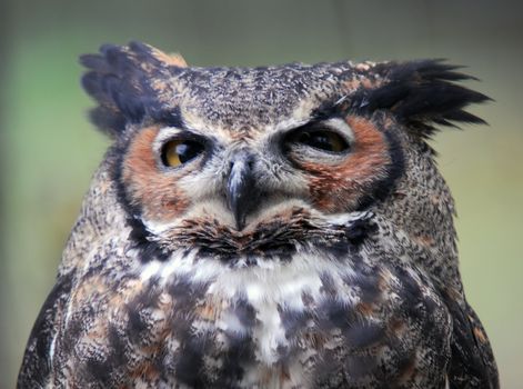 Portrait of a Spotted Eagle Owl (Bubo africanus)