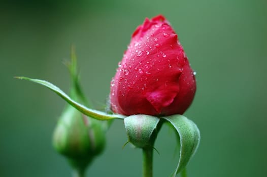 Close-up picture of two red rose's buds, one is ready to open