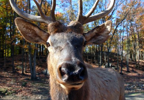 A close-up portrait of a big elk (Cervus canadensis) in a colorful autumn's forest