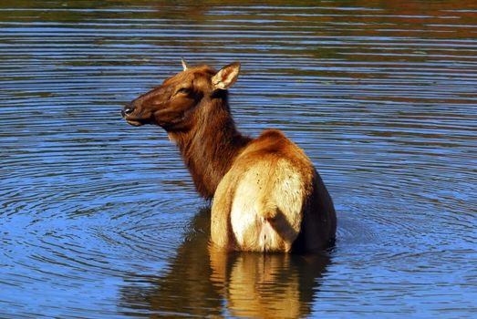 A female elk (Cervus canadensis) in a lake