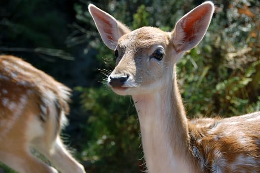 Picture of a beautiful Fallow Deer (Dama dama) in a colorful forest