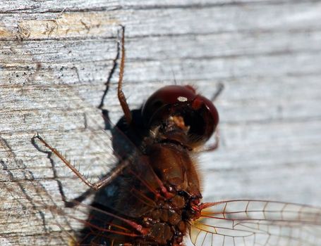 Close-up picture of a Common Darter (Sympetrum striolatum)