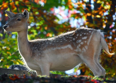 Picture of a beautiful Fallow Deer (Dama dama) in a colorful forest