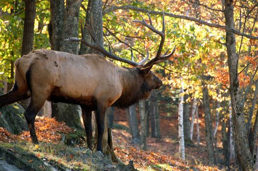 A big elk (Cervus canadensis) standing in a colorfull autumn's forest