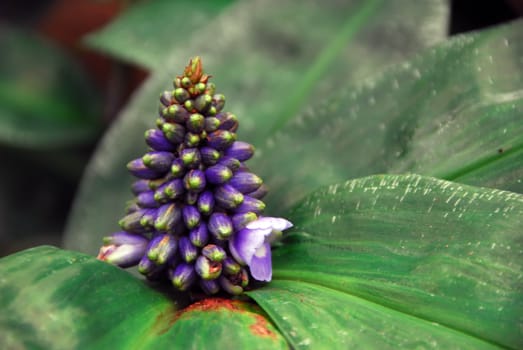 Close-up picture of a tropical plant in bloom