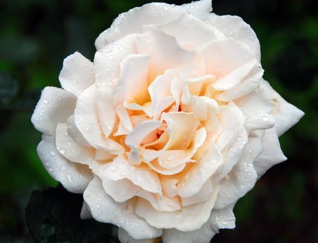 A close-up picture of a rose covered with water droplets