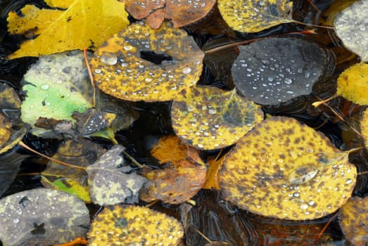 Close-up picture of some autumn's leaves with a few droplets on them