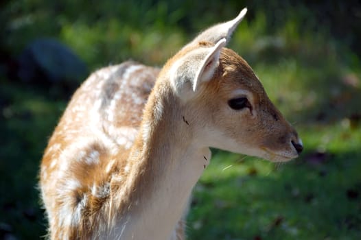 Picture of a beautiful Fallow Deer (Dama dama) in a colorful forest