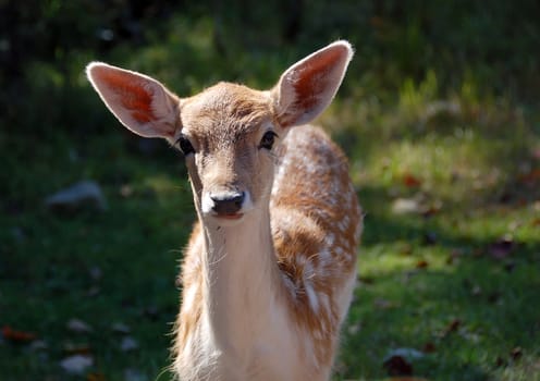 Picture of a beautiful Fallow Deer (Dama dama) in a colorful forest