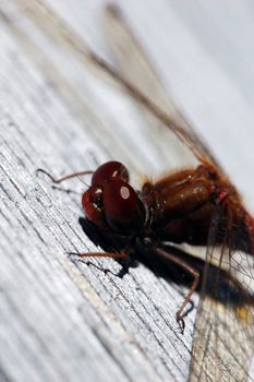 Close-up picture of a Common Darter (Sympetrum striolatum)