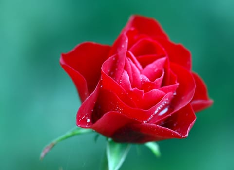 A bright red rose under the rain with a green background