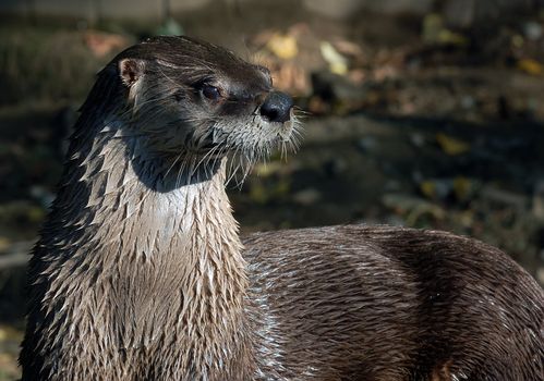 Close-up portrait of a wet Northern River Otter