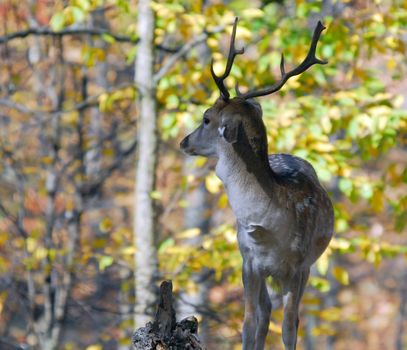 Picture of a beautiful Fallow Deer (Dama dama) in a colorful forest