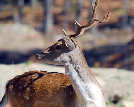 Picture of a beautiful Fallow Deer (Dama dama) in a colorful forest