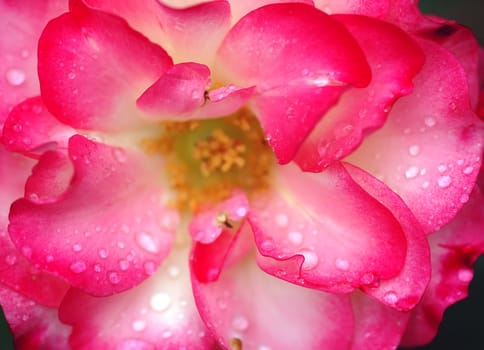 A close-up picture of a pink rose covered with water droplets