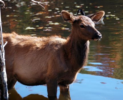 A female elk (Cervus canadensis) standing in the water of a lake