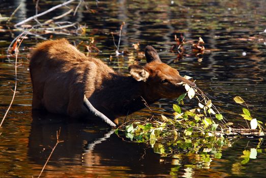 A female elk (Cervus canadensis) eating some leaves in a lake