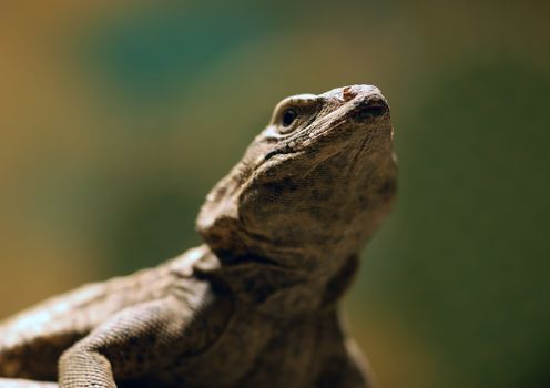 Close-up picture of a lizard 