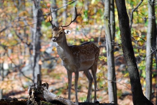 Picture of a beautiful Fallow Deer in a colorful forest