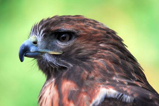 Closeup portrait of a Goshawk