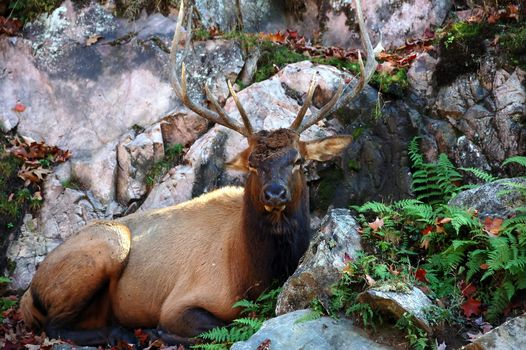 A big elk (Cervus canadensis) resting besides some big rocks