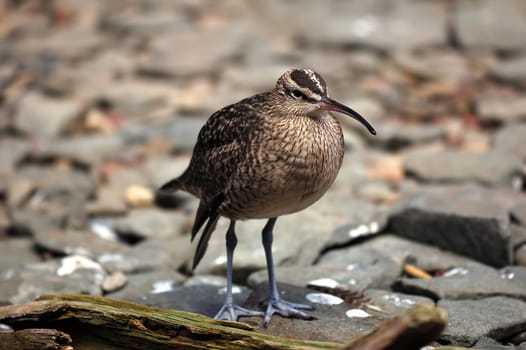 A close-up picture of a Whimbrel (Numenius Phaeopus) on the shore