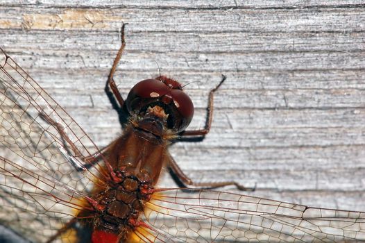 Close-up picture of a Common Darter (Sympetrum striolatum)