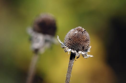 Close-up picture of a wild plant in autumn