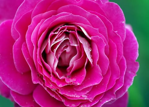 A close-up picture of a pink rose covered with water droplets