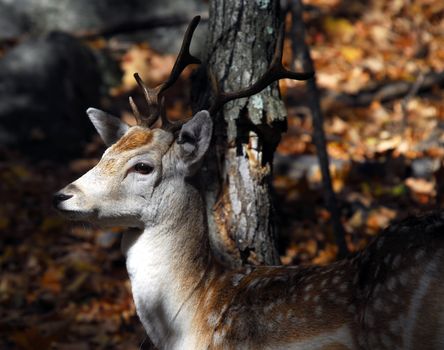 Picture of a beautiful Fallow Deer (Dama dama) in a colorful forest