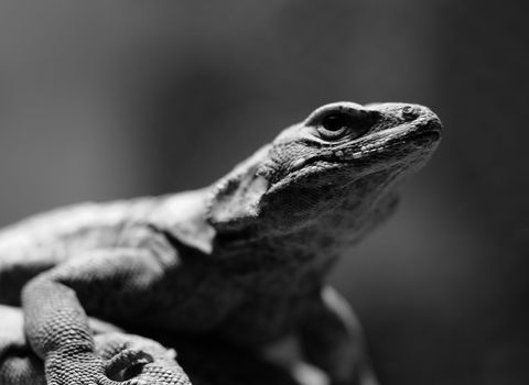 Close-up picture in black and white of a lizard 