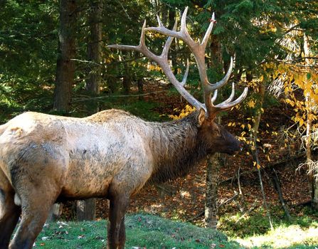 A big elk (Cervus canadensis) walking in a colorful autumn's forest