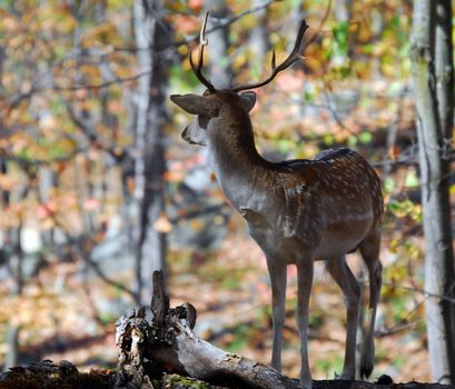 Picture of a beautiful Fallow Deer (Dama dama) in a colorful forest