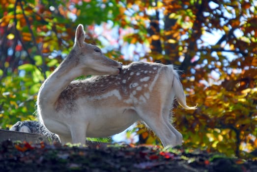 Picture of a beautiful Fallow Deer (Dama dama) in a colorful forest