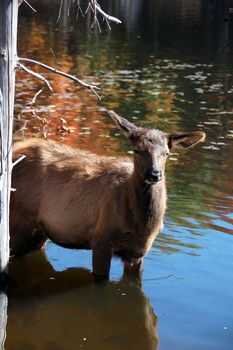 A female elk (Cervus canadensis) standing in the water of a lake