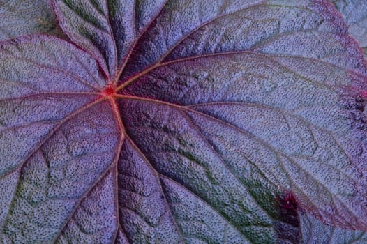 Close up of a purple leaf
