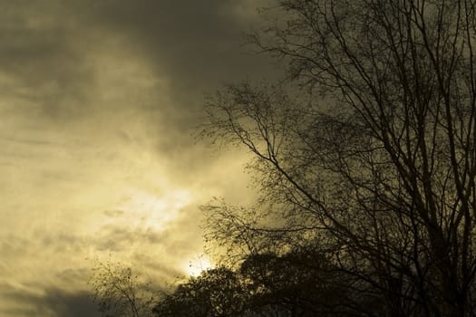 Moody image of a dark sky with tree silhouette