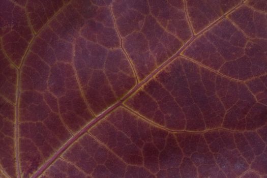 Interesting close-up of a purple leaf