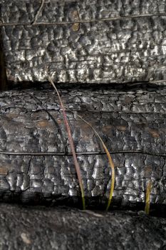 Close up of some wood after a forest fire