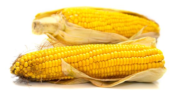 Freshly harvested corn on white background, close up. Isolation, shallow DOF