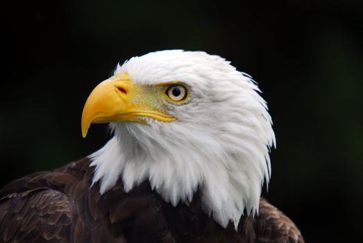 Portrait of an American Bald Eagle (Haliaeetus leucocephalus)