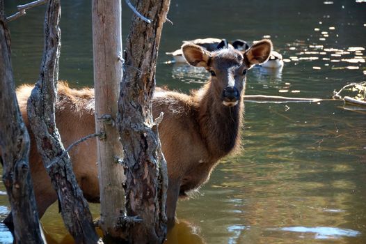 A female elk (Cervus canadensis) standing in the water of a lake