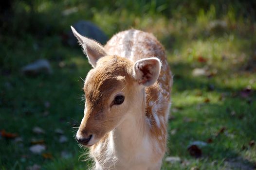 Picture of a beautiful Fallow Deer (Dama dama) in a colorful forest