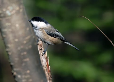 Picture of a Black-capped Chickadee (Poecile atricapillus) on a branch