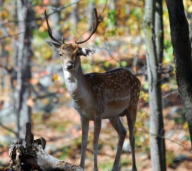 Picture of a beautiful Fallow Deer (Dama dama) in a colorful forest