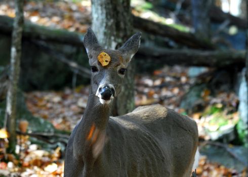 Picture of a White-tailed deer (Odocoileus virginianus) also known as a Virginia Deer