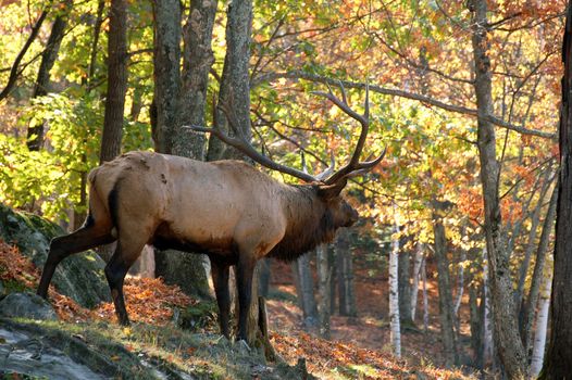 A big elk (Cervus canadensis) walking in a colorful autumn's forest