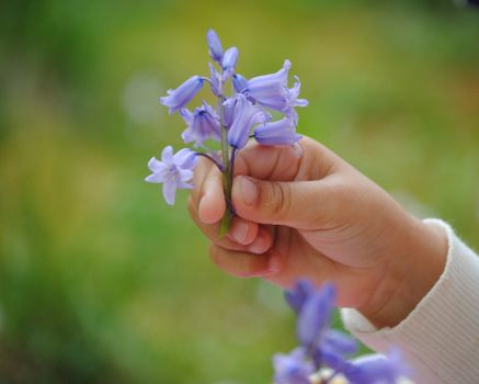 kids hand holding flower