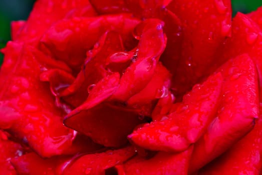 Close-up picture ofa red roses covered with water droplets