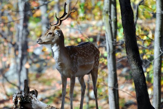 Picture of a beautiful Fallow Deer (Dama dama) in a colorful forest